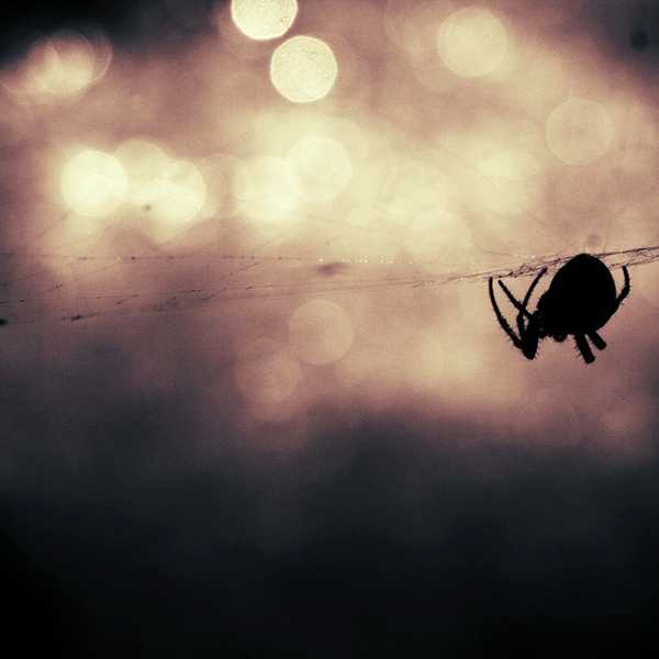 Dear Mister Human, From Your Neighborhood Spider