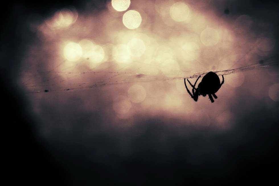 Dear Mister Human, From Your Neighborhood Spider
