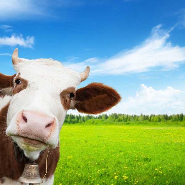 Everything You Didn't Know About Genetically Modified Animals