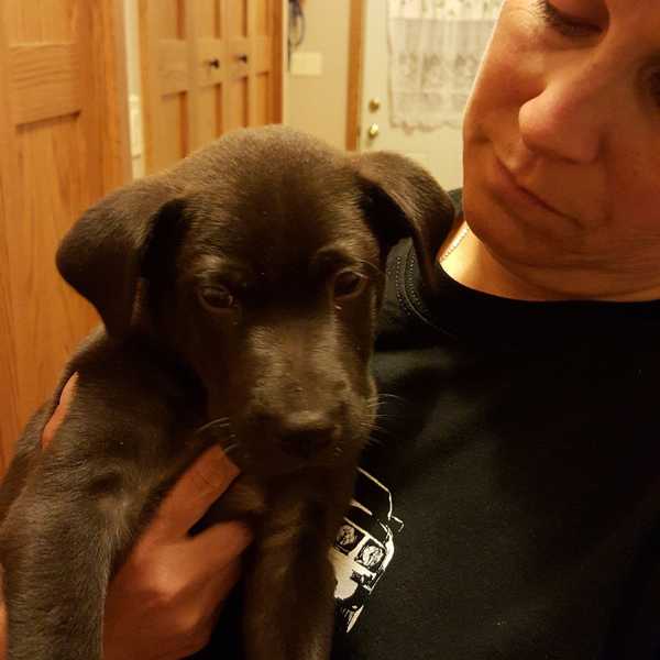 Why It's Great To Own A Dog
