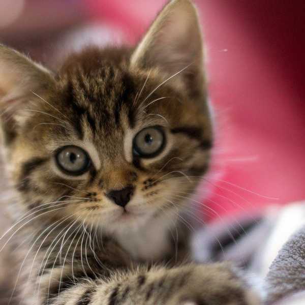 17 Things that Cat Lovers Hate to Hear