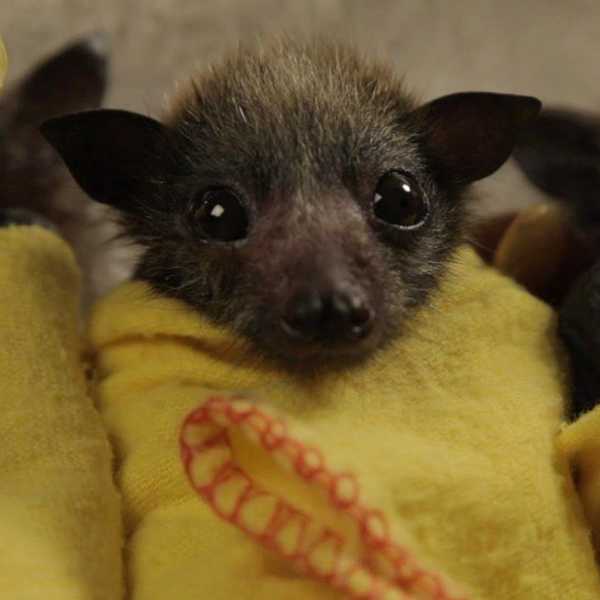 One Little Bat
