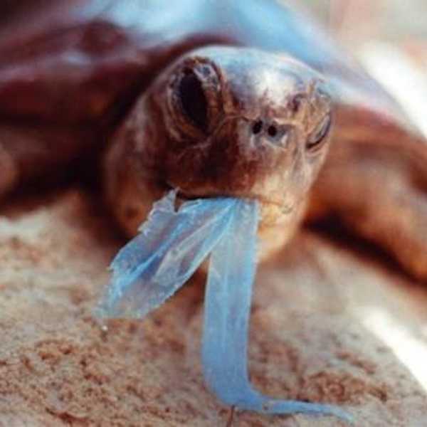 Maybe Plastic Isn't The True Enemy