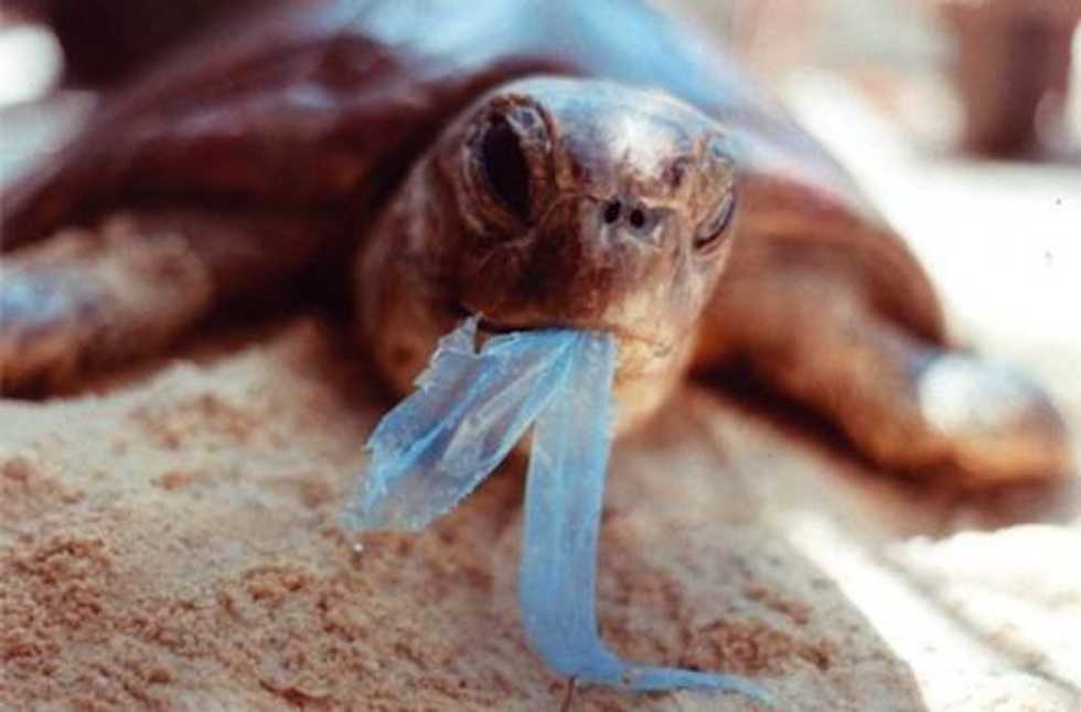 Maybe Plastic Isn't The True Enemy