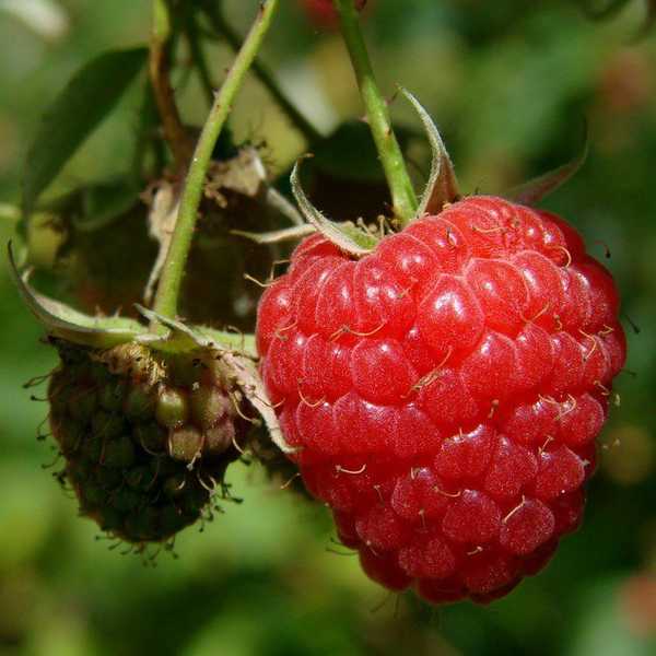 Is Your Summer Fruit-Full?
