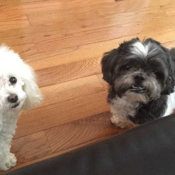 What No One Tells You About Having Dogs