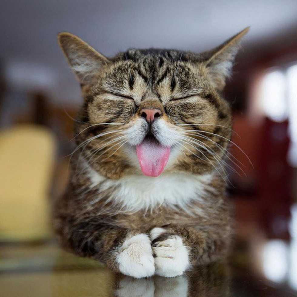 15 Funny Animal Pictures To Brighten Your Week