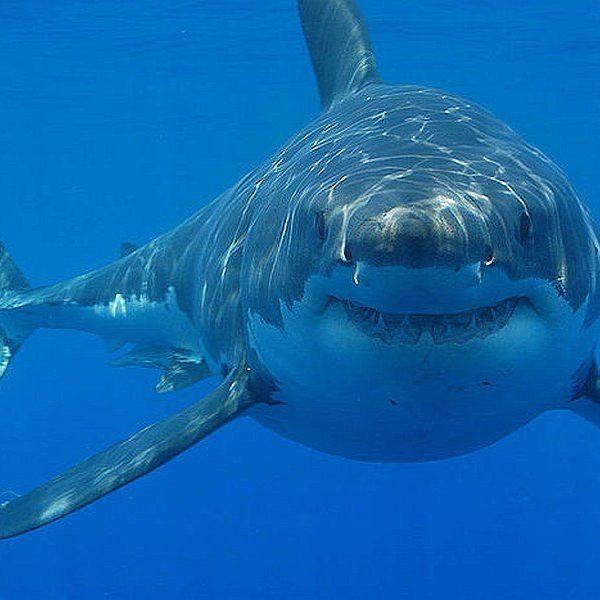 11 Sharks Found iIn The Atlantic Ocean