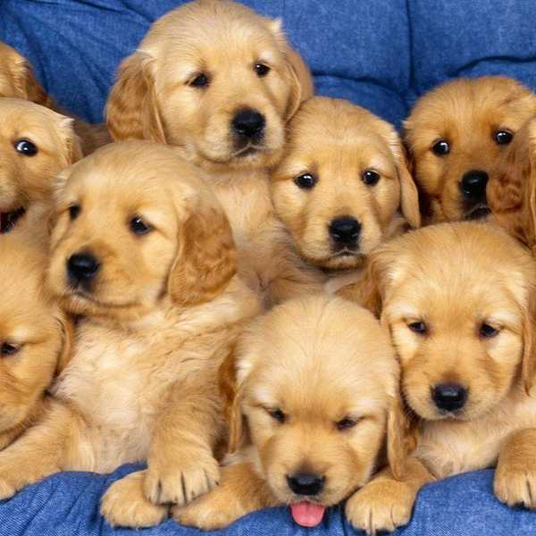 Seven Reasons Everyone Should Get A Dog