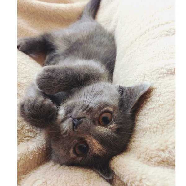 Benefits Of Having A Furry Friend
