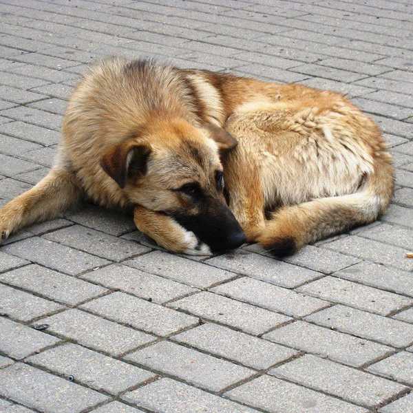 A Closer Look At: Canine Homelessness