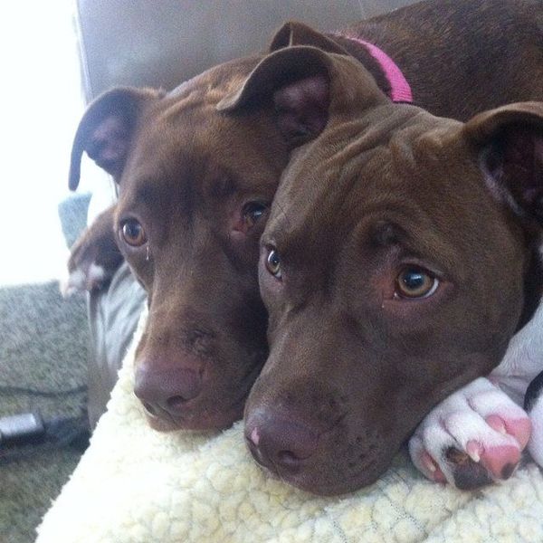 18 Reasons Why You Should Not Own a Dog