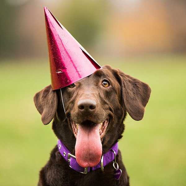 8 Reasons Why You Should Adopt A Rescue Dog