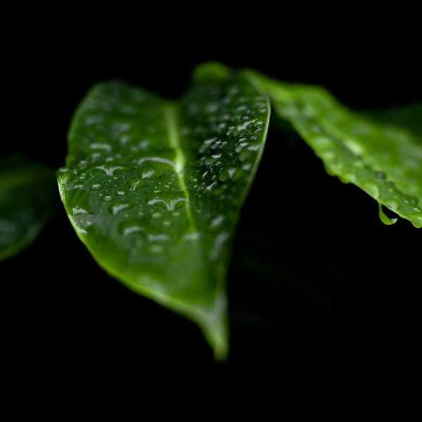 A Small Leaf Opened My Eyes