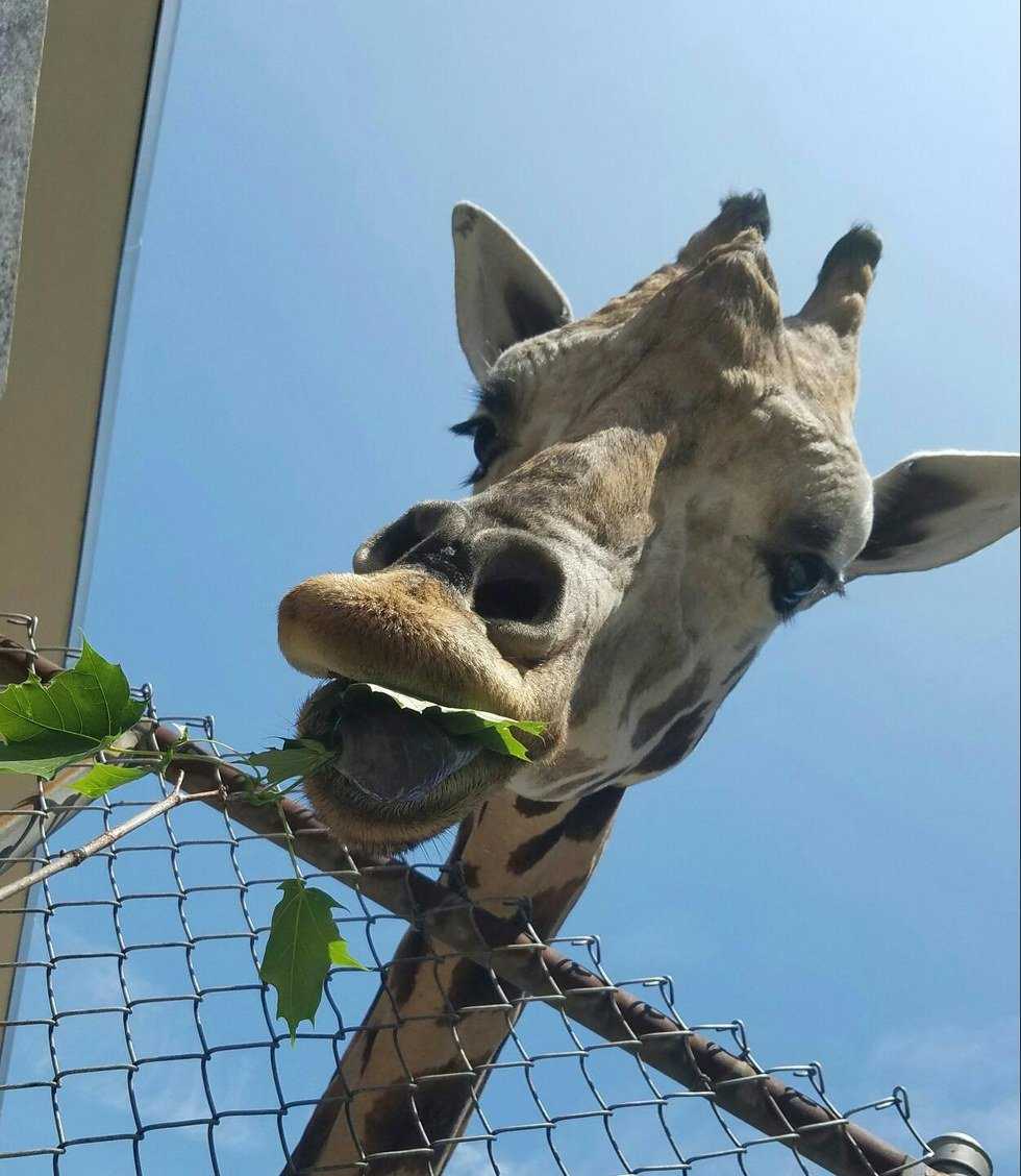 Unsung Heroes Of The Animal World