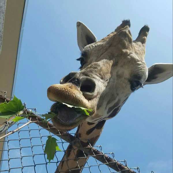 Unsung Heroes Of The Animal World