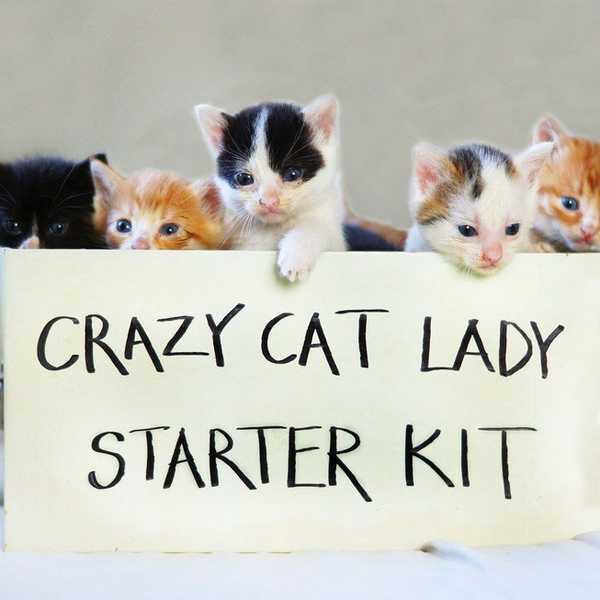 A Day In The Life Of A Crazy Cat Lady