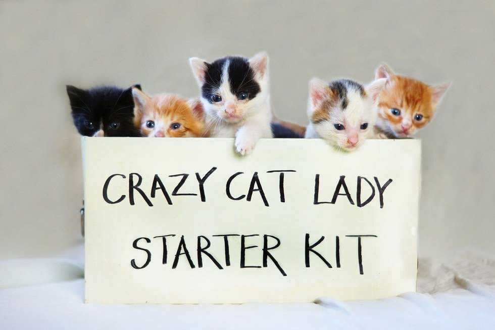 A Day In The Life Of A Crazy Cat Lady