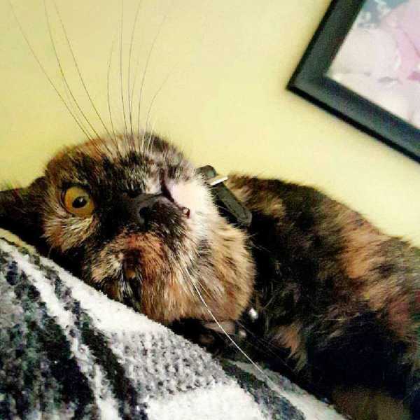 6 Reasons Humans Don't Deserve Pets