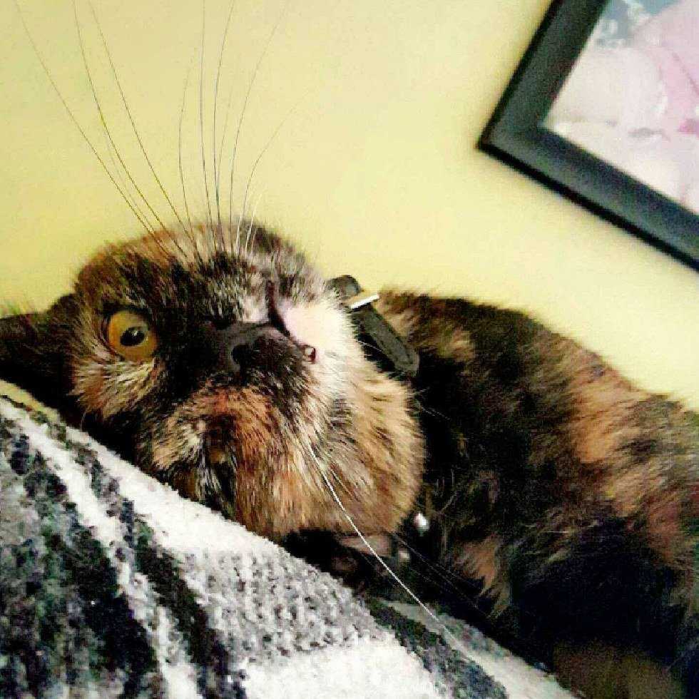6 Reasons Humans Don't Deserve Pets