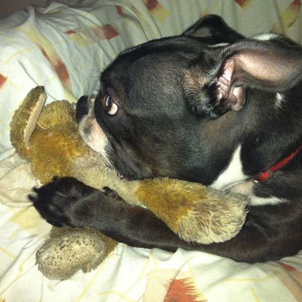 10 Life Lessons We Can Learn From Dogs