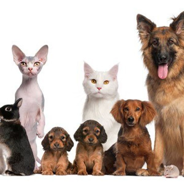 7 Reasons Why You Should Have A Pet