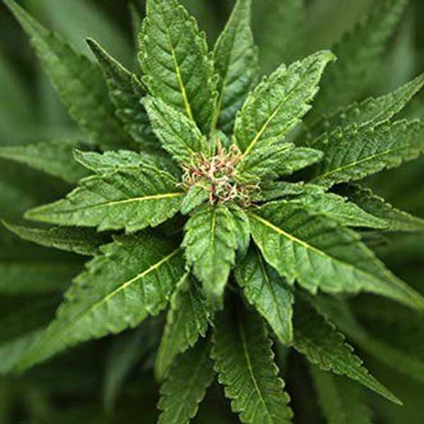 6 Reasons Marijuana Should Be More Accepted