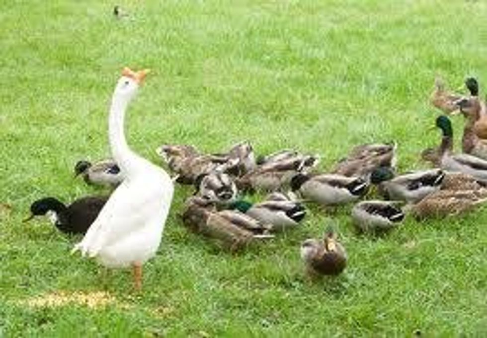 An Open Letter To Those Who Grew Up Playing "Duck Duck Goose"