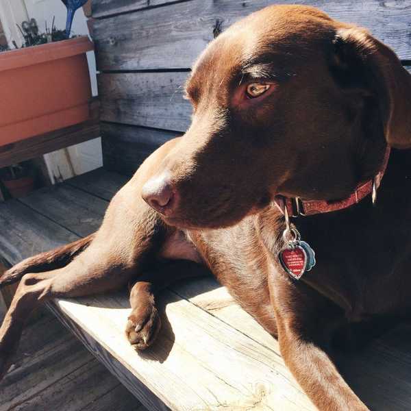 3 Things You Can Learn From Your Dog