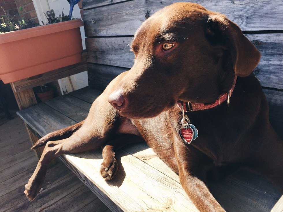 3 Things You Can Learn From Your Dog