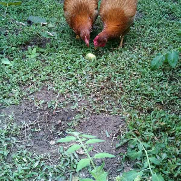The Top Ten Reasons Why Chickens Make The Best Pets