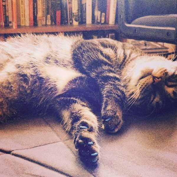 An Apartment Dweller's Guide To Adopting A Cat