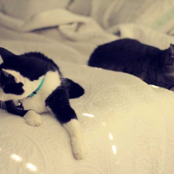 The Strange Life Of A Cat Owner