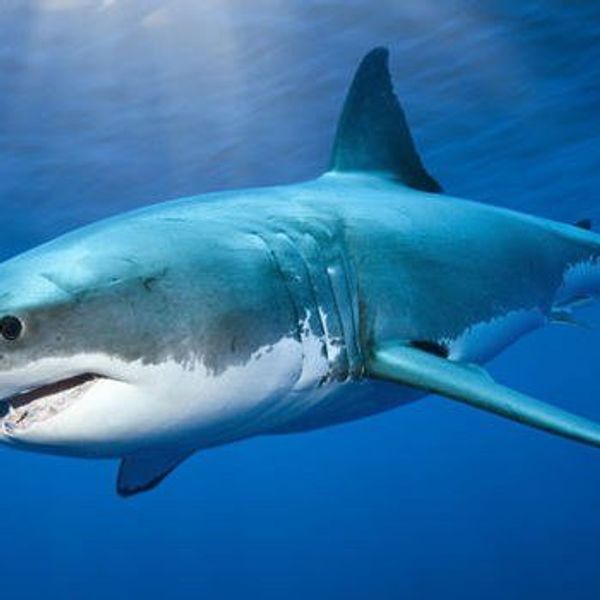 Things You Should Know Following Shark Week