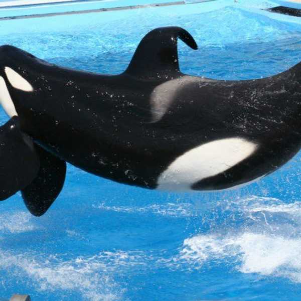 The Ugly Truth About SeaWorld