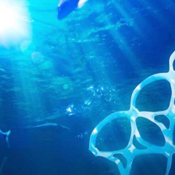 How Humans Impact Creatures Of The Sea