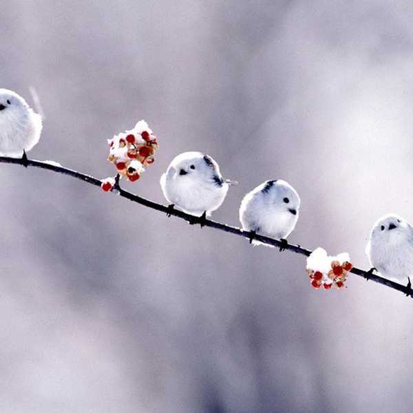 Breeding Lilacs Out Of The Dead Land