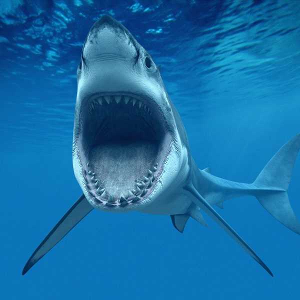 Ten Pieces Of Advice To Help Avoid A Shark Attack