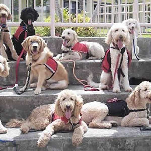 Supreme Court To Rule On Service Dog Laws