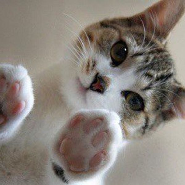 14 Reasons Why Cats Are Too Good For This World