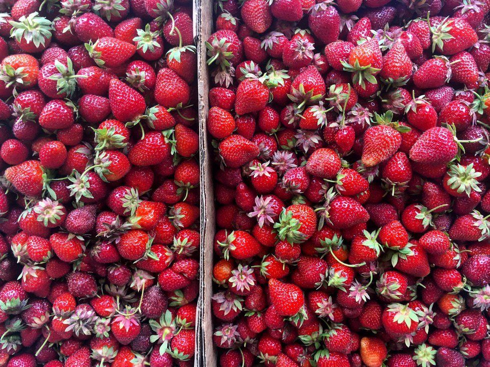 Picking Up Life Lessons In The Strawberry Fields