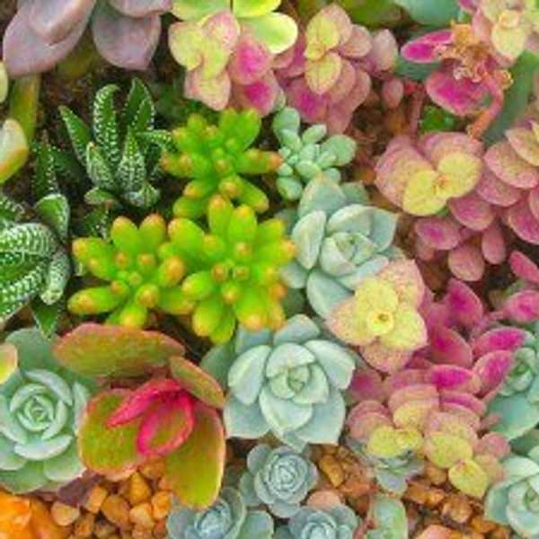 Tips for caring for your new potted pal