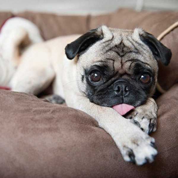 The Chronicles Of The Pug