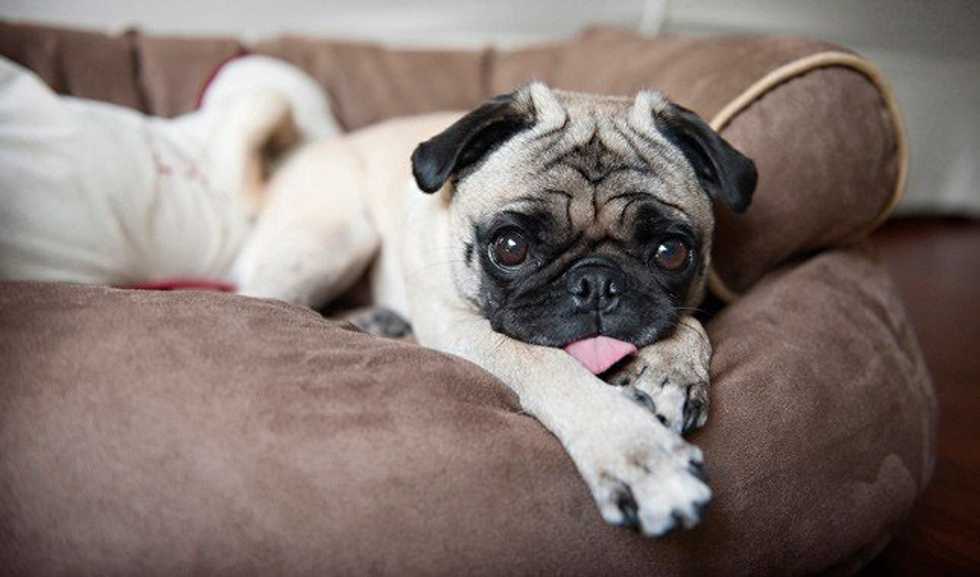 The Chronicles Of The Pug