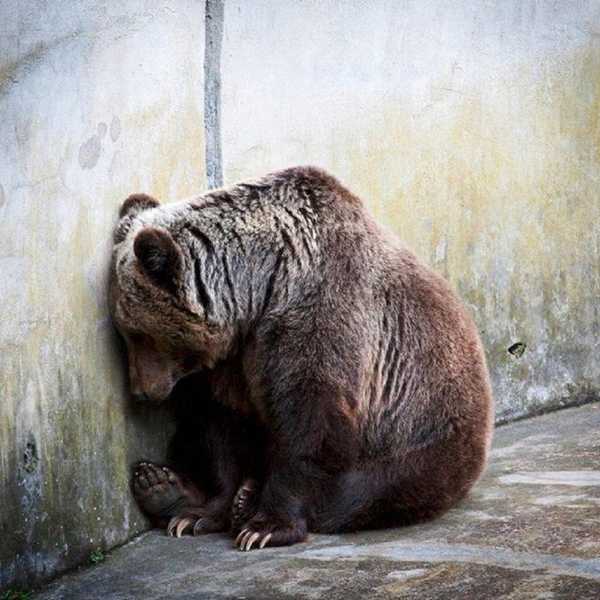 The Dubious Morality of the Zoo