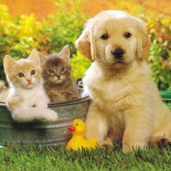 8 Ways Animals Help Maintain Human Health