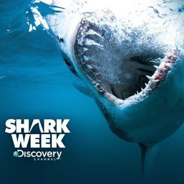 Why You Should Watch Shark Week Every Year