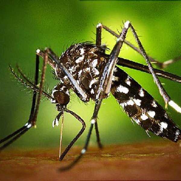 What You Need to Know About Zika