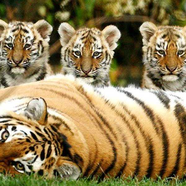 9 Endangered Animals That Are Too Amazing To Let Go
