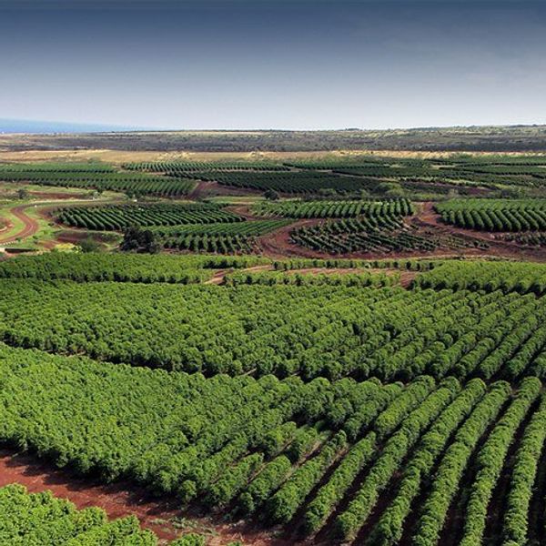 To GMO Or Not To GMO